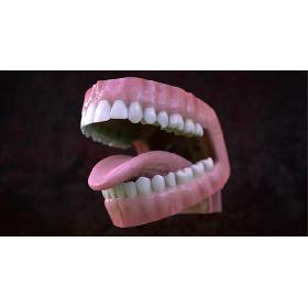 Realistic Mouth Teeth Tongue